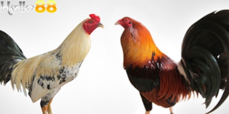 Sảnh cược được xây dựng trên mô hình phát sóng trực tiếp