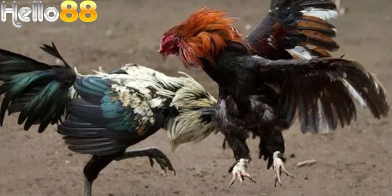 Tránh để cảm xúc chi phối cảm xúc của người chơi